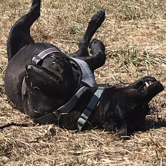 Meet your Posher, Chris - Picture 1 of 1